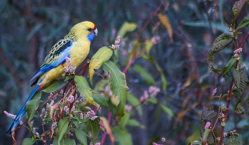 Close-up of parrot perching on tree