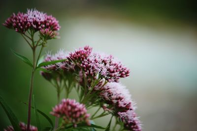 Close-up of pink flowering plant