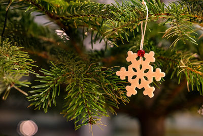 Close-up of christmas tree