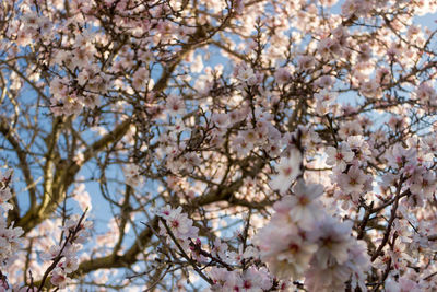 Low angle view of cherry blossoms against sky