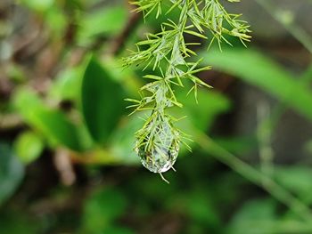 Close-up of green plant