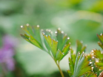 Close-up of raindrops on plant