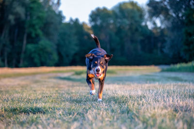 Portrait of dog running on field