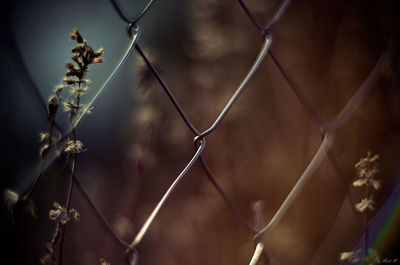 Close-up of plant against blurred background