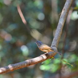 Close-up of bird perching on branch
