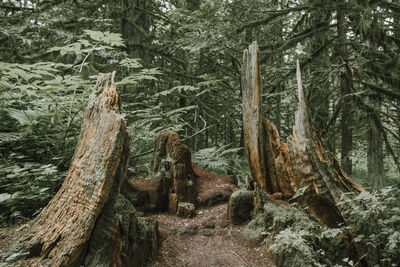 Trees in forest