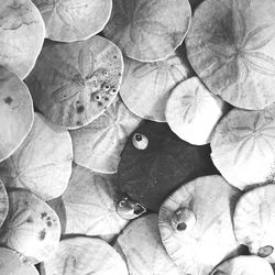 Full frame shot of leaves