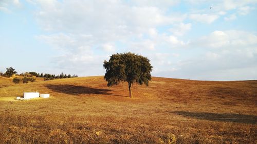 Scenic view of agricultural field against sky