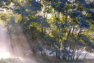 Trees in forest