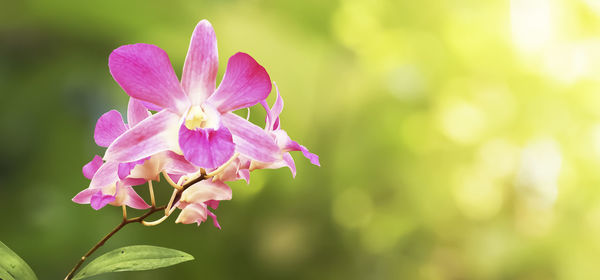 Close-up of pink flowers blooming outdoors