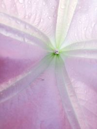 Full frame shot of wet leaf