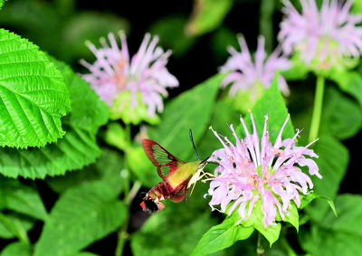 Close-up of butterfly pollinating on flower