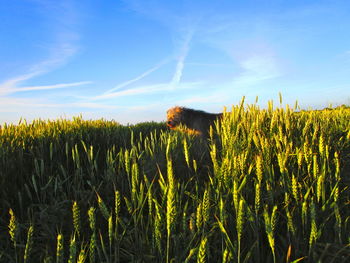 Crops growing on field against sky