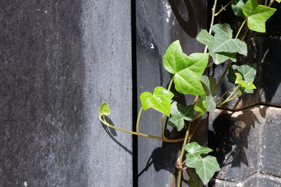 High angle view of plant by wall