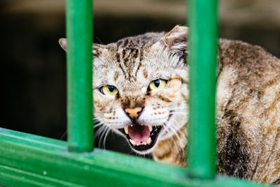 Close-up portrait of cat