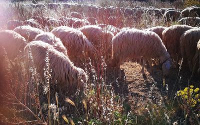 Panoramic view of sheep grazing in field