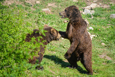 Bear dance