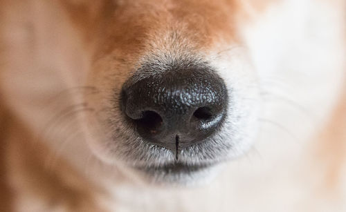 Close up shot of shiba inu dog nose. selective focus