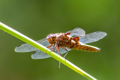 Close-up of insect on leaf