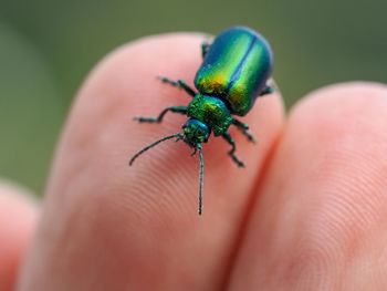 Close-up of colorful insect on hand