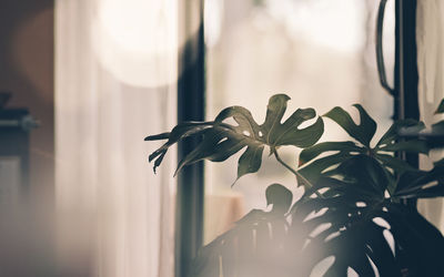 Close-up of plant on window at home