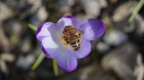 Close-up of bee on purple crocus flower