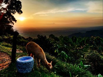 View of a horse on field against sunset sky