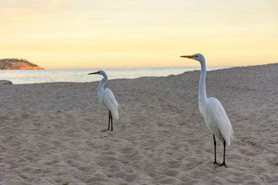 Birds at beach against sky during sunset