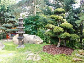 Plants growing in garden