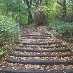 Trees in park