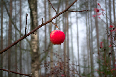 Close-up of red berries growing on tree