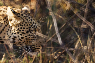 Close up of leopard, side view, looking towards right of shot