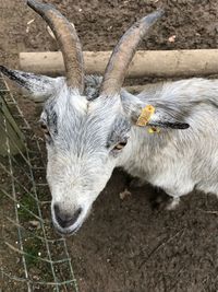 High angle view of sheep