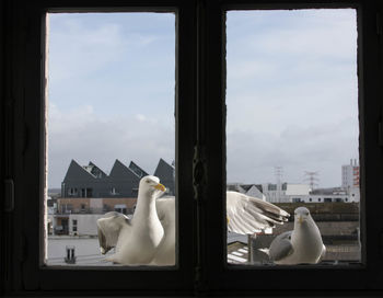 Close-up of white horse against window