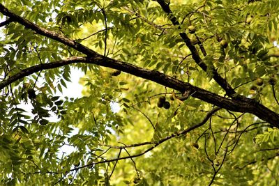 Low angle view of tree branch