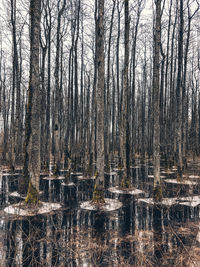 Reflection of trees in lake