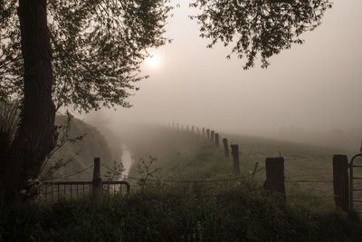 Silhouette of trees and fence during fog