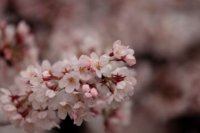 Close-up of cherry blossoms