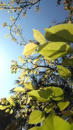 Low angle view of yellow flower tree against sky