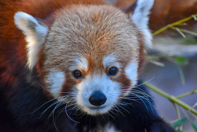 Close-up portrait of an animal