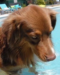 Close-up portrait of dog