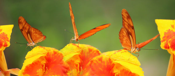 Close-up of butterfly pollinating on flowers