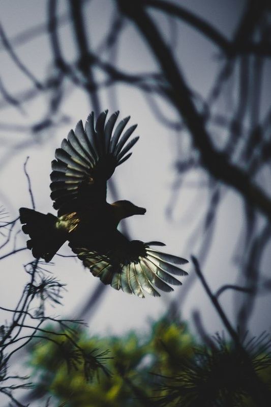 tree, bird, branch, outdoors, sky, no people, close-up, day, spread wings, nature