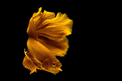 Close-up of yellow flower over black background