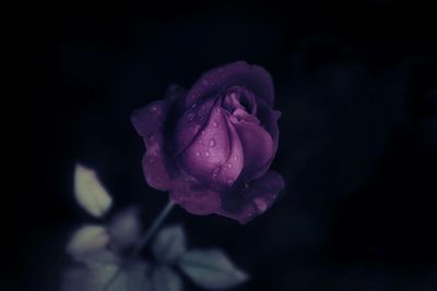 Close-up of water drops on rose