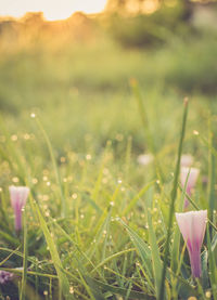 Close-up of grass growing in field