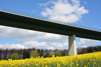 Low angle view of bridge over oilseed rape