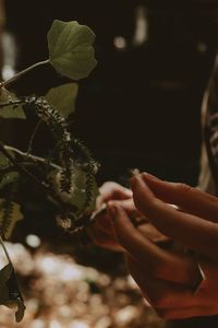 Close-up of woman holding plant