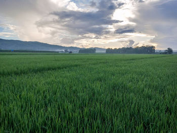 Scenic view of agricultural field against sky