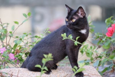 Portrait of cat sitting outdoors